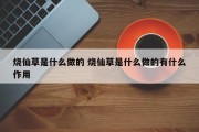 烧仙草是什么做的 烧仙草是什么做的有什么作用