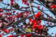 广州市市花，广州市市花是什么花?